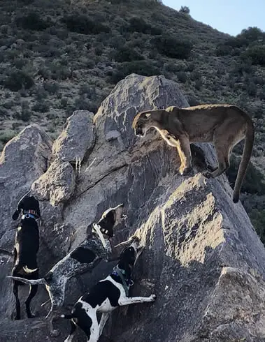 Mountain Lion - Arizona