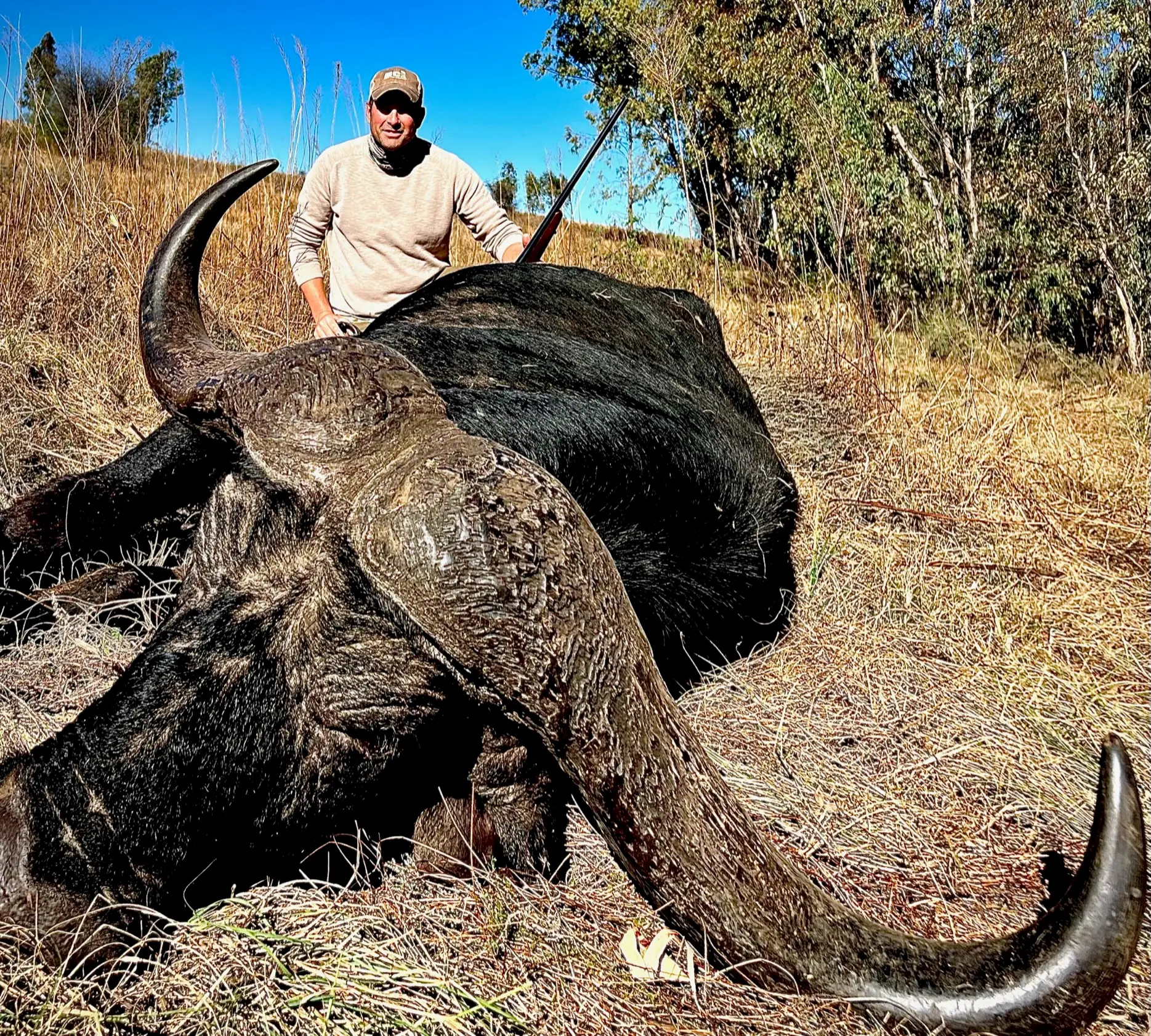Giant Cape Buffalo Giant Cape Buffalo