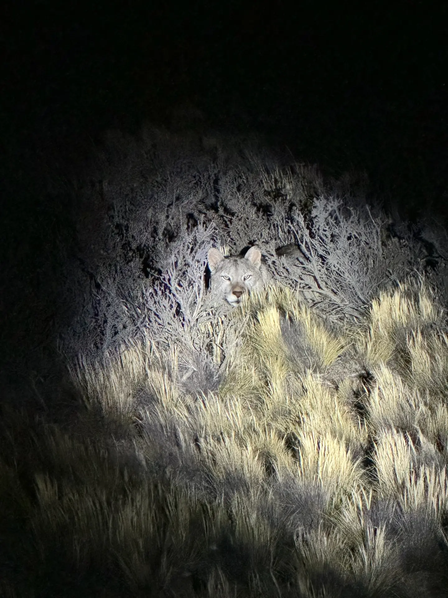 HuntPartner Puma Argentina HuntPartner Puma Argentina